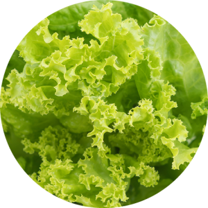 Salade