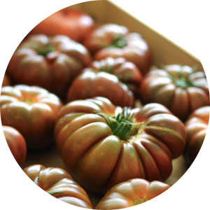 Tomate ancienne