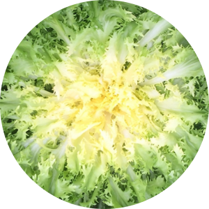Frisée